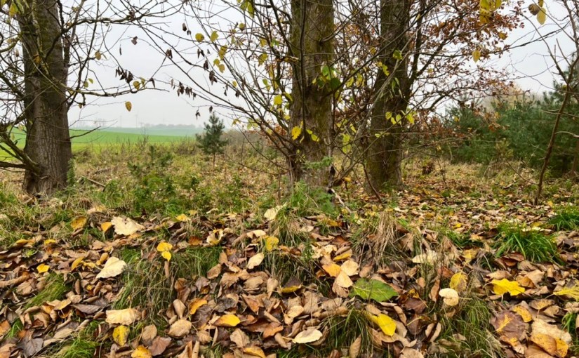 Naturkapitalismus im 21.Jahrhundert